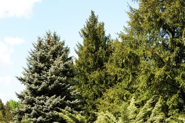 Fototapeta premium Branches of firs and pine against the sky and clouds