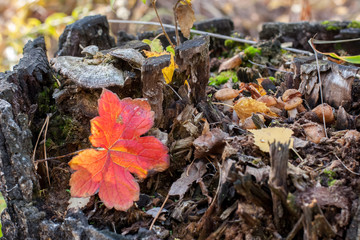 In the old rotten stump in the autumn mushrooms grow and there are a lot of leaves and grass. Selective focus on mushrooms. The background is blurry.