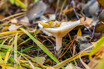 A large beautiful toadstool grows in old grass and foliage with branches. Selective focus on the mushroom. The background is blurry.