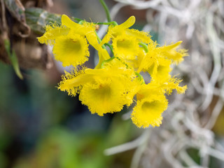 Dendrobium harveyanum orchid in a greenhouse