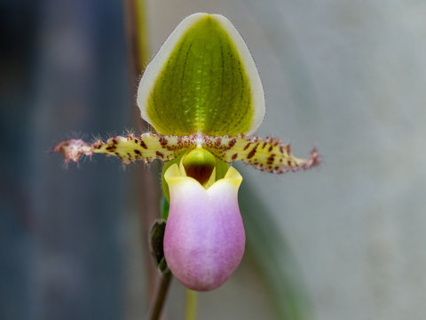 Paphiopedilum pinocchio Lady's Slipper Orchid in a greenhouse