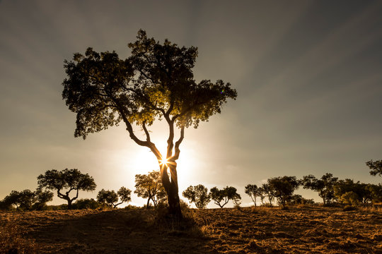 Un alcornoque durante la puesta de sol, con el sol a sus espaldas dibujando rayos de sol