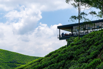 Beautiful landscape view of tea plantation in Cameron Highlands