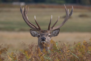 Red Deer Stag looking over the top of bracken