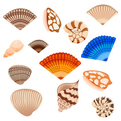 Shells on white background