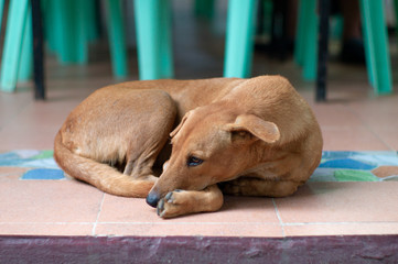 Isolated brown dog lays down on the floor.