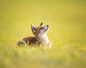 Fox sitting in the Setting Sun