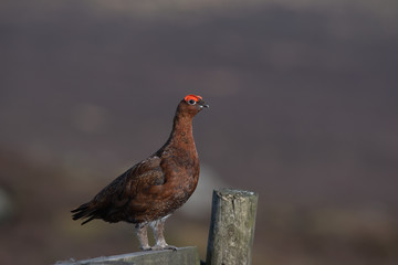 Red Grouse ,Lagopus lagopus scotica