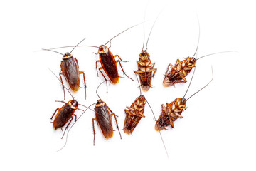 Many top and bottom view cockroaches thailand are dead isolated on white background, copy space.