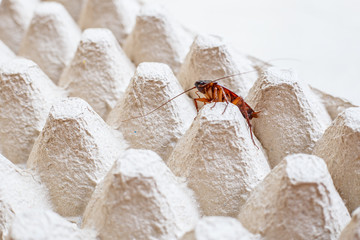 Close up the cockroach thailand on the paper of egg container background, Useless animals concepts, copy space.