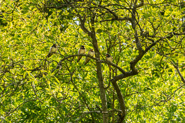 Four Baby House Martins perched on a branch in a tree.