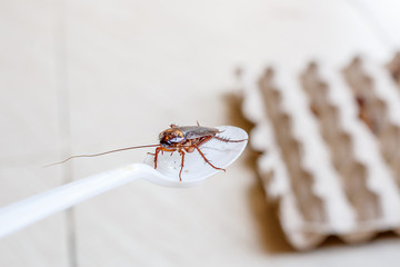Close up the cockroach thailand on white spoon with the paper of egg container background, Useless animals concepts, copy space.