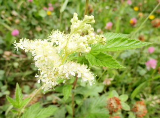 Gros plan en milieu naturel des fleurs blanches vaporeuses et feuilles de la reine des prés ( filipendula ulmaria)