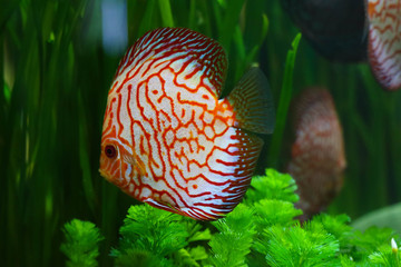 Discus fish