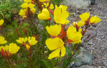 Yellow evening primrose flower, low growing