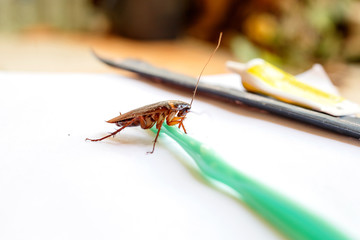 Close up the cockroach thailand on green toothbrush isolated white paper background, Useless animals concepts, copy space.