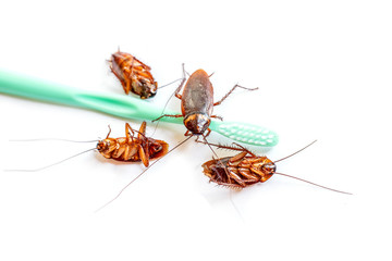 Close up the cockroach thailand on green toothbrush among many cockroaches are dead isolated white background, Useless animals concepts, copy space.