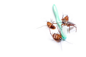 Close up the cockroach thailand on green toothbrush among many cockroaches are dead isolated white background, Useless animals concepts, copy space.