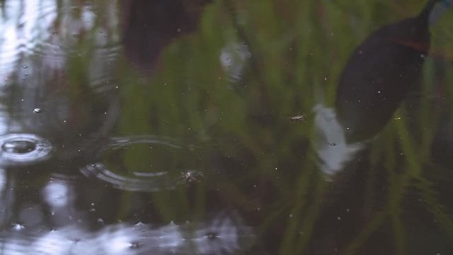 common pond skater or common water strider