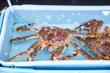 Fresh Japanese hair crab, King Crab of Hokkaido, Japan , Fresh Red King Crab in water with white container.