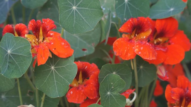 Nasturtium flowers on a natural background of green leaves