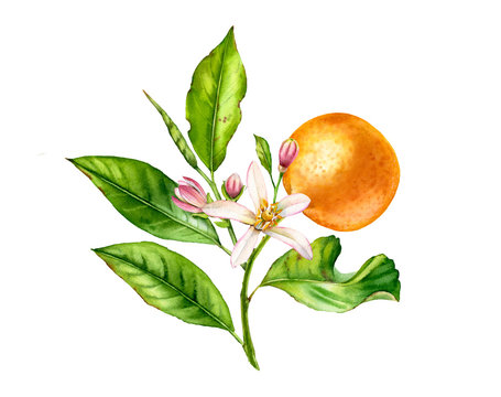 Orange fruit tree branch with flowers leaves. Realistic botanical watercolor floral composition: blooming citrus, isolated artwork on white hand drawn exotic food design element
