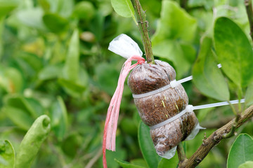 root after grafting tree.Coconut coir cover lemon branch and Strap with cable tie