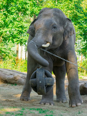 Fototapeta premium Asian elephant bulls are playing with a ball