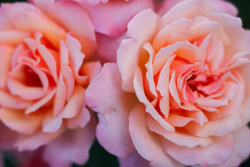 Large pink roses, close-up. In the garden.