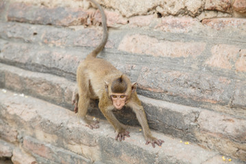 Little Monkey in Thailand.