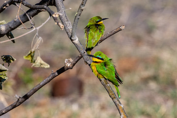 Two little bee-eater