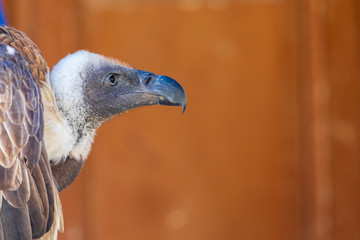 Close-up of Leonado Vulture (Gyps fulvus) adult. Space to insert your text.
