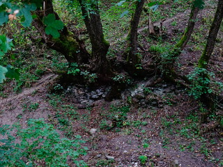 Fototapeta premium trees in forest