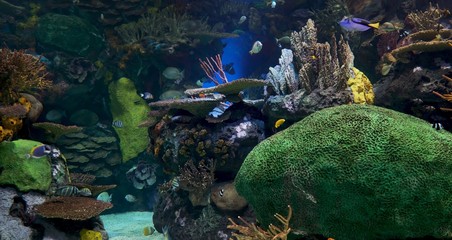 tropical fish in coral reef