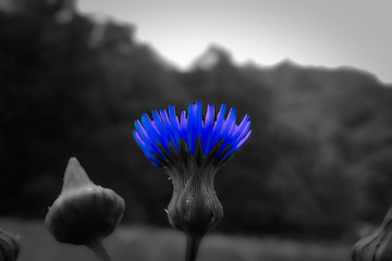 Blumenzauber 22