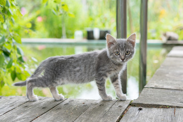 gray kitten goes along the edge of a wooden board against the background of a garden pond.