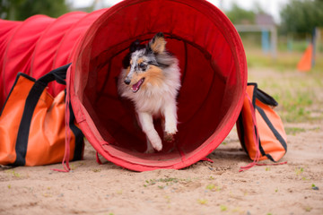 The young male Sheltie is exiting the red tunnel.