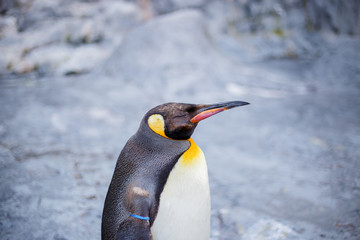 A king penguin in Asahiyama zoo, Asahikawa, Hokkaido, Japan.
