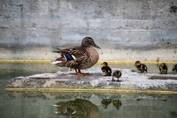 Little duckling sitting with mom female duck