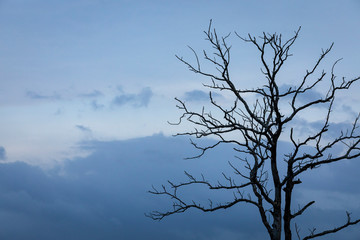 tree branches with cloud sky evening