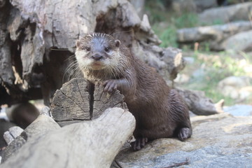 loutre