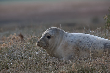 Harbor seal , Common Seal , Phoca vitulina