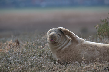 Naklejka na ściany i meble Harbor seal , Common Seal , Phoca vitulina