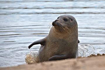 Harbor seal , Common Seal , Phoca vitulina