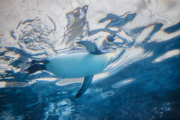 King penguin swimming in Asahiyama zoo, Asahikawa, Hokkaido, Japan.