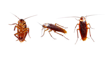 Set of cockroaches thailand isolated on white background. Top view, Bottom view and Side view of cockroaches.