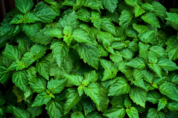 Close up of living vibrant green Pogostemon cablin patchouli plant eaves wet from rain or dew,...