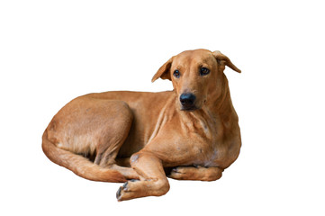 Isolated brown dog lays down on the floor on white background