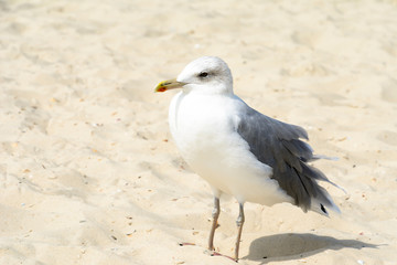 Seagull portrait against beach.Close up view of white bird seagull sitting by the beach.