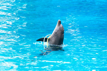 dolphin swim and dancing in the pool with acrobatic rings